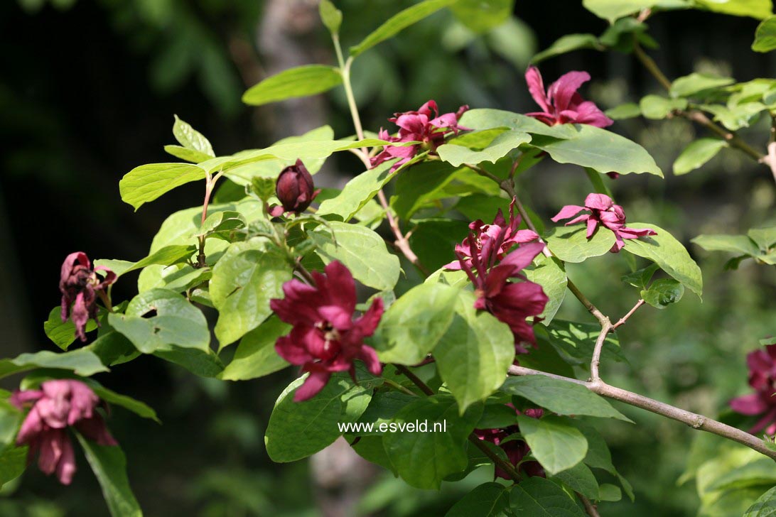 Calycanthus raulstonii 'Hartledge Wine'