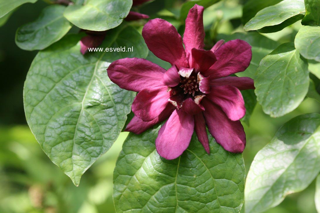 Calycanthus raulstonii 'Hartledge Wine'