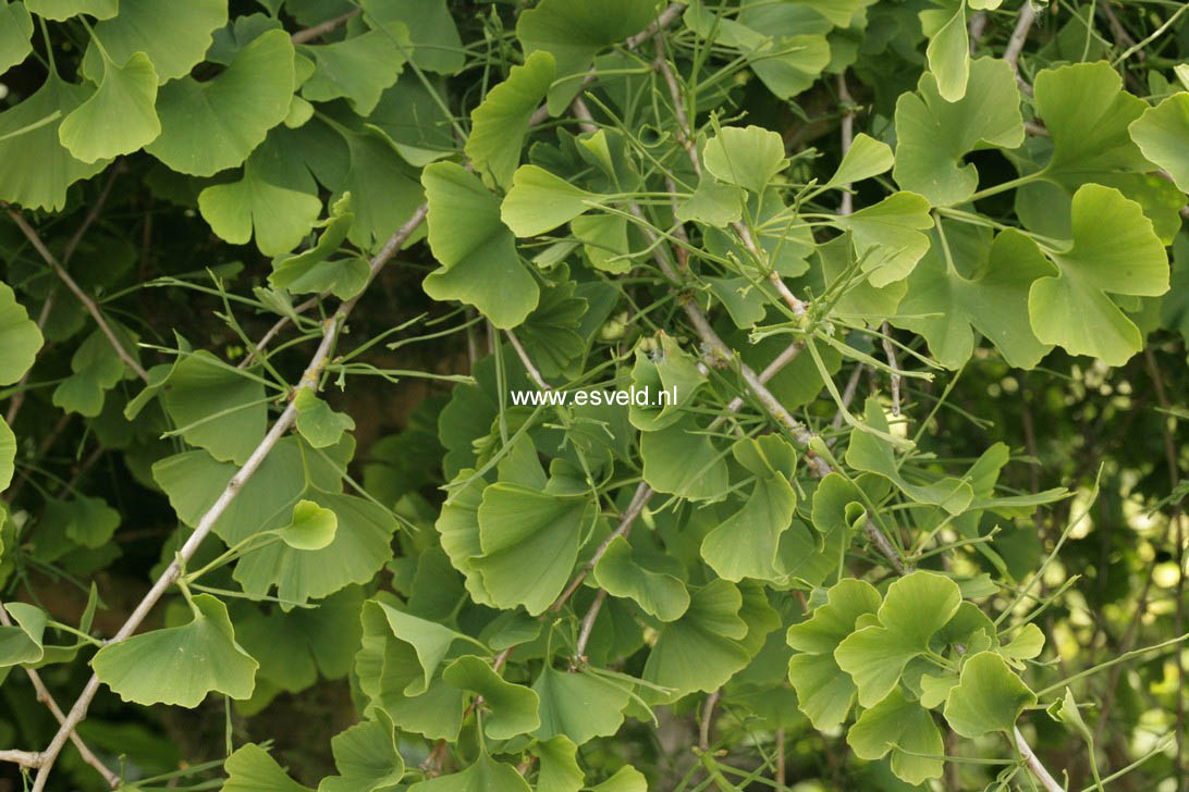 Ginkgo biloba 'Umbrella'