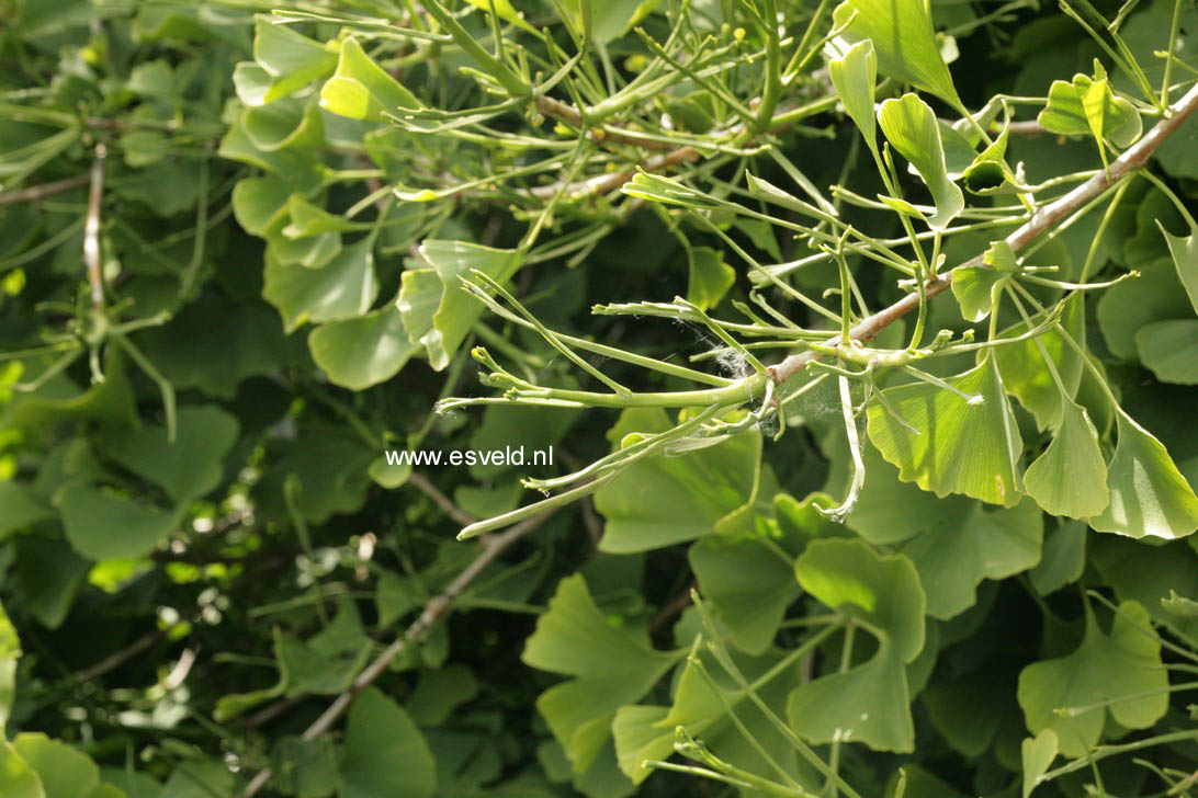 Ginkgo biloba 'Umbrella'