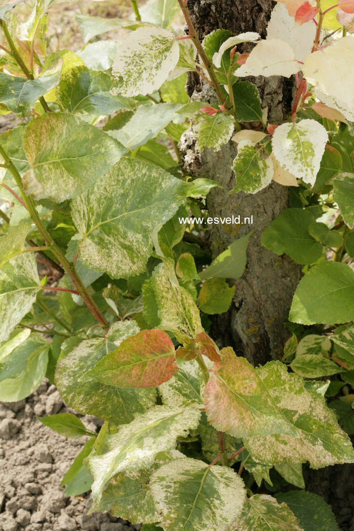 Populus jackii 'Aurora'