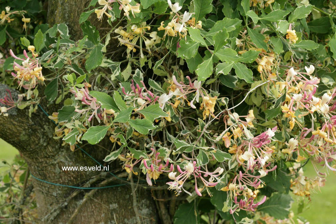 Lonicera italica 'Sherlite' (HARLEQUIN)