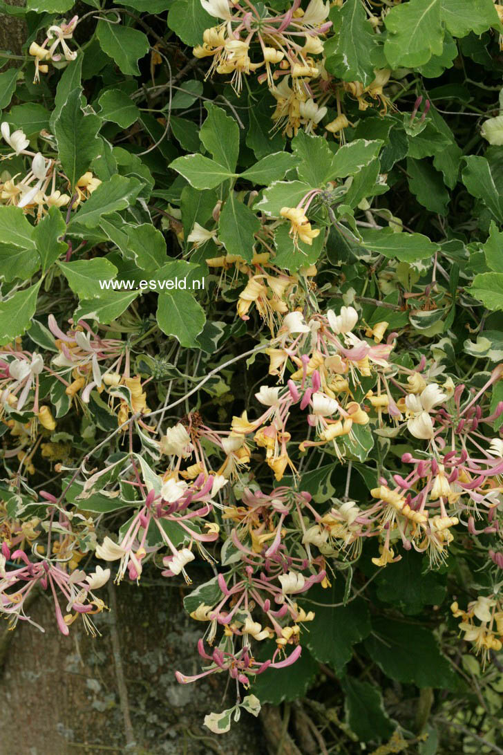 Lonicera italica 'Sherlite' (HARLEQUIN)