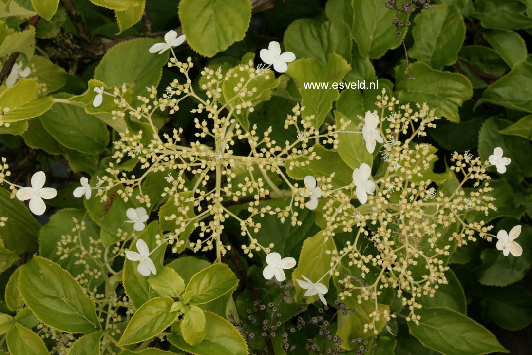 Hydrangea anomala 'Tiliifolia'