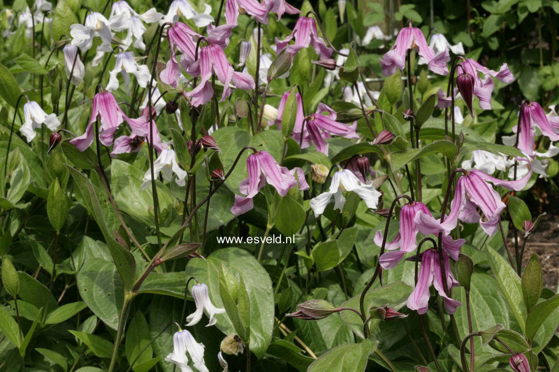 Clematis integrifolia 'Rosea'