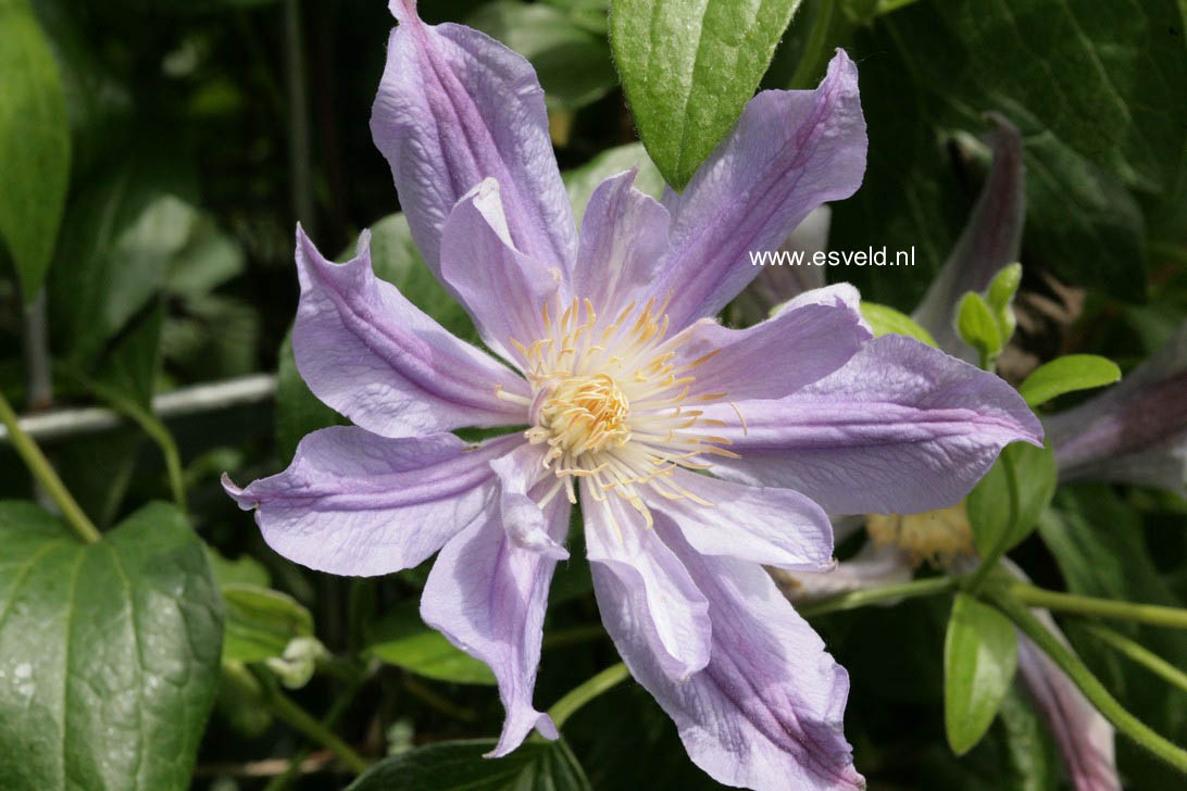 Clematis 'Zoblueriver' (BLUE RIVER)