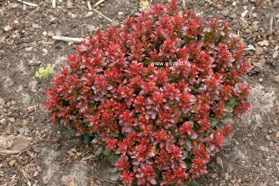 Berberis thunbergii 'Bagatelle'