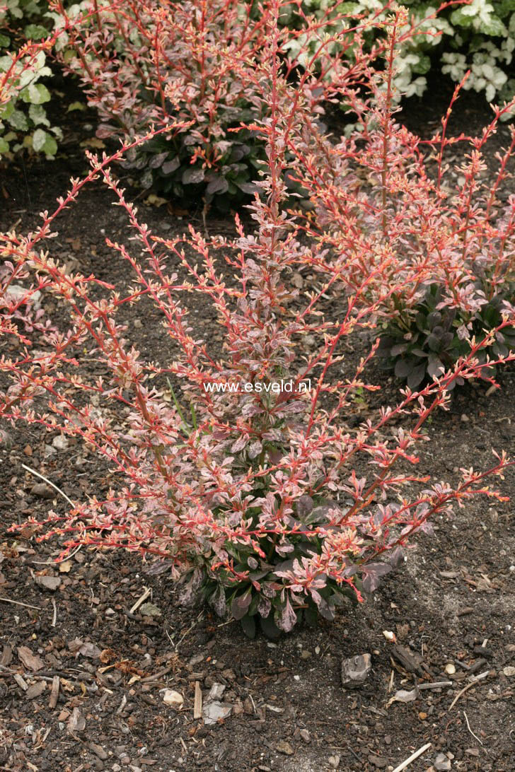 Berberis thunbergii 'Pink Attraction'