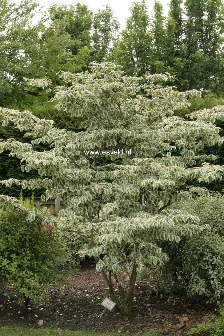 Cornus kousa 'Snowboy'