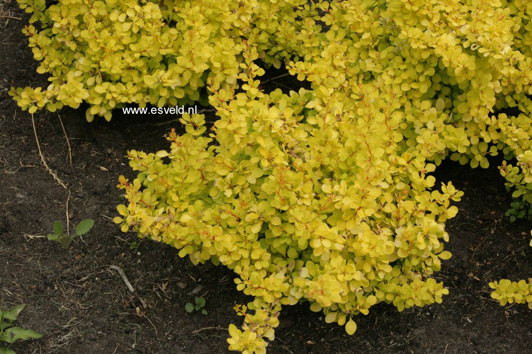 Berberis thunbergii 'Hoho 2' (GOLDEN HORIZON)