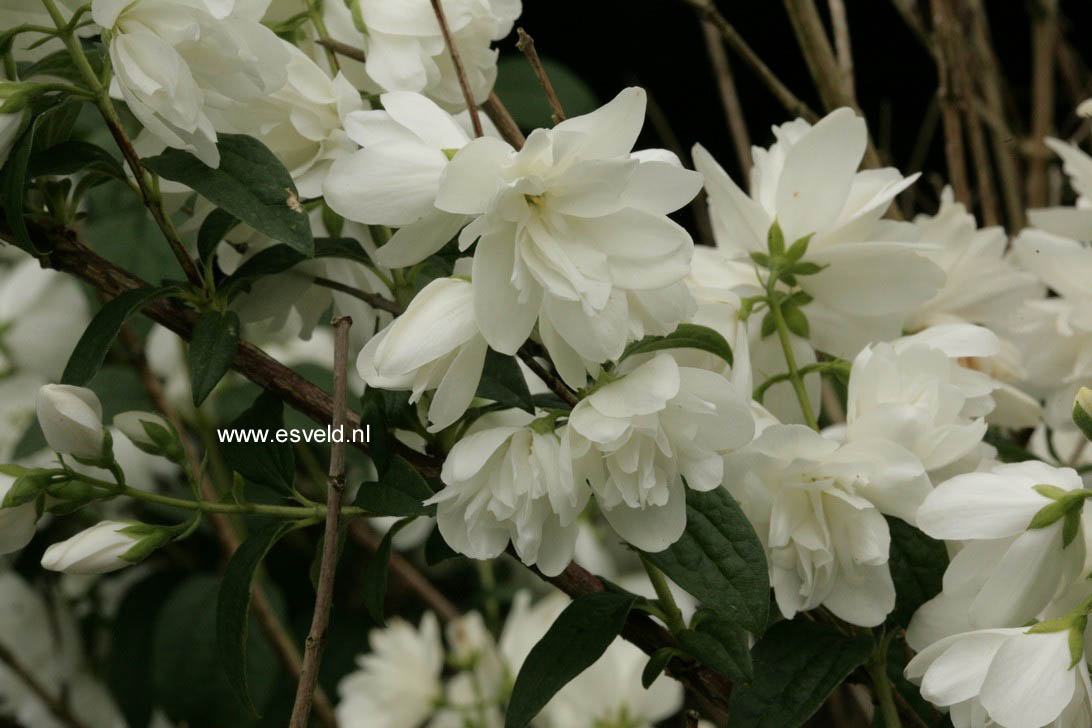 Philadelphus 'Snowbelle'