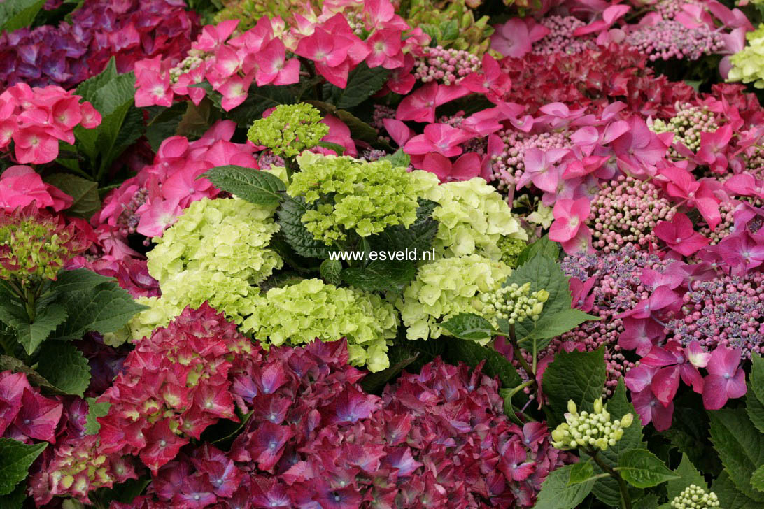 Hydrangea macrophylla