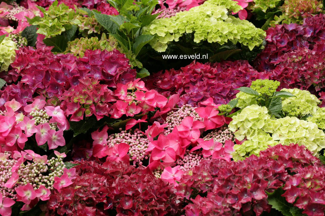 Hydrangea macrophylla