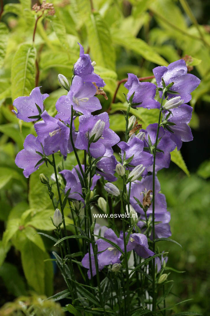 Campanula persicifolia 'Takion Blue'