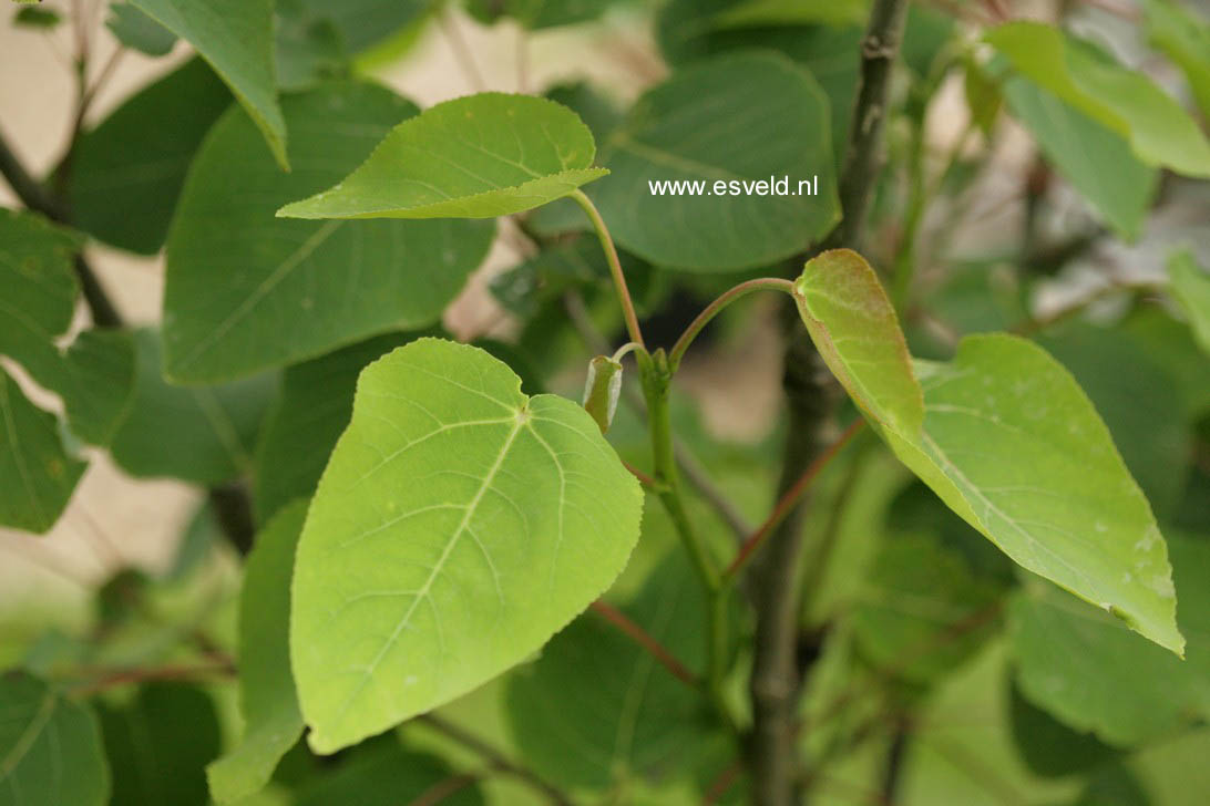 Populus wilsonii