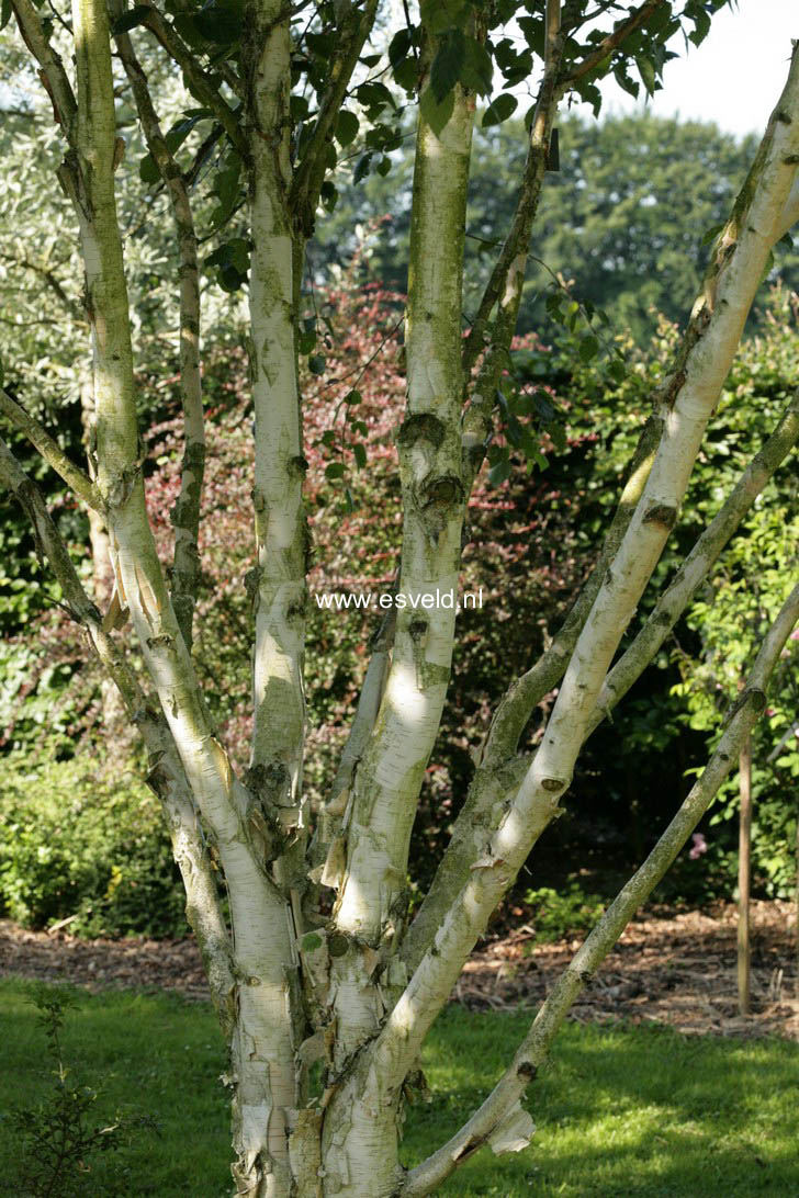 Betula utilis 'Doorenbos'