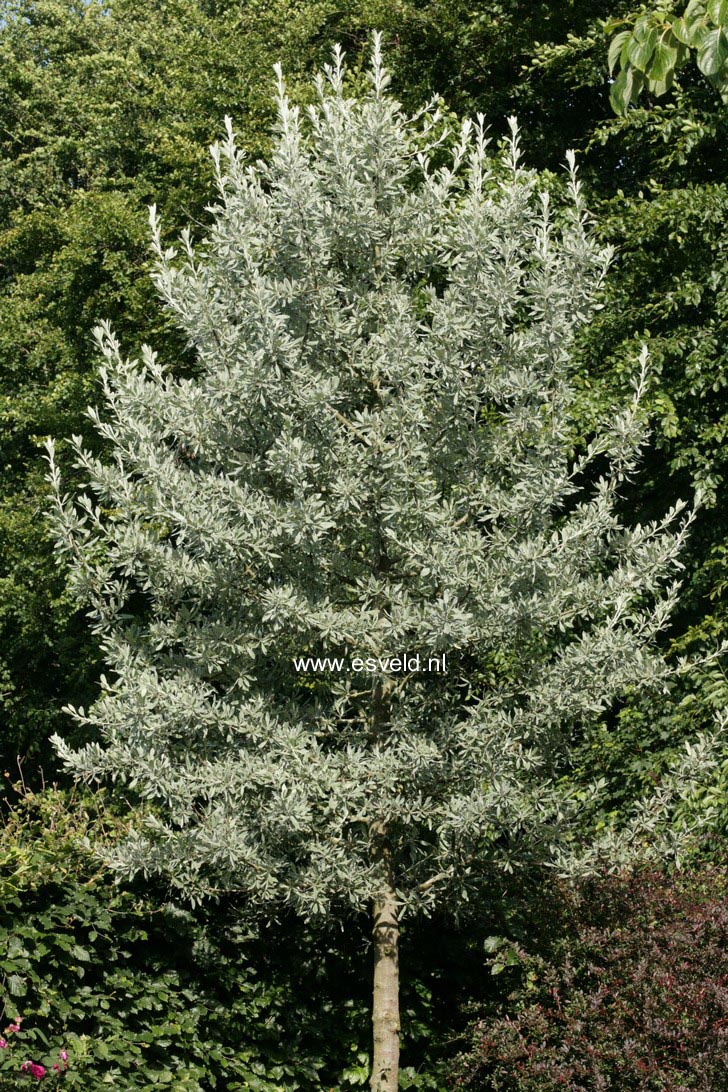 Pyrus elaeagnifolia