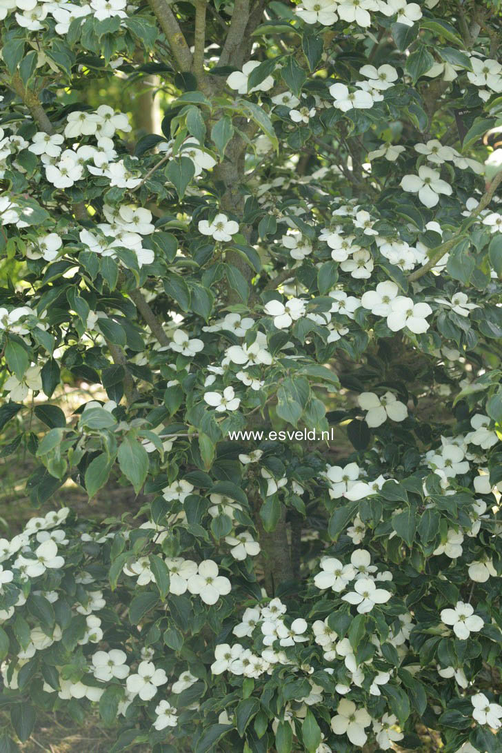 Cornus kousa 'Wieting's Select'