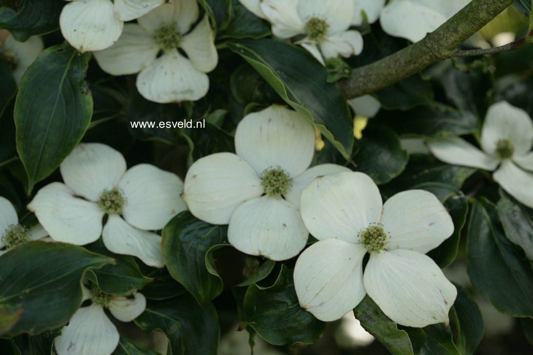 Cornus kousa 'Wieting's Select'