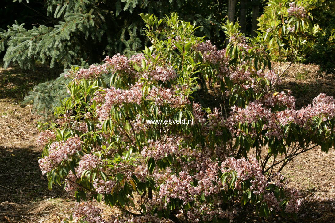 Kalmia latifolia 'Quinnipiac'