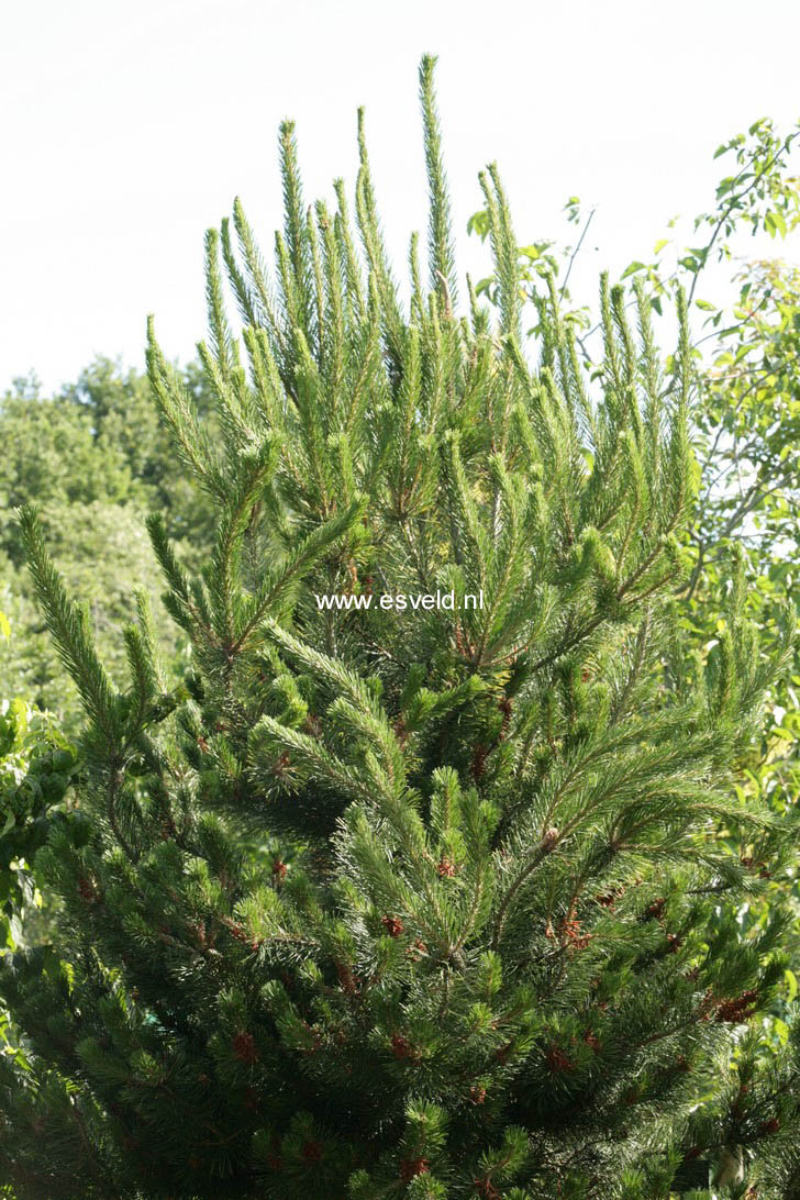 Pinus contorta 'Compacta'