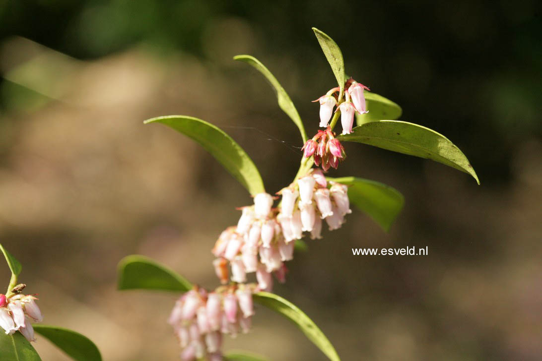 Lyonia lucida