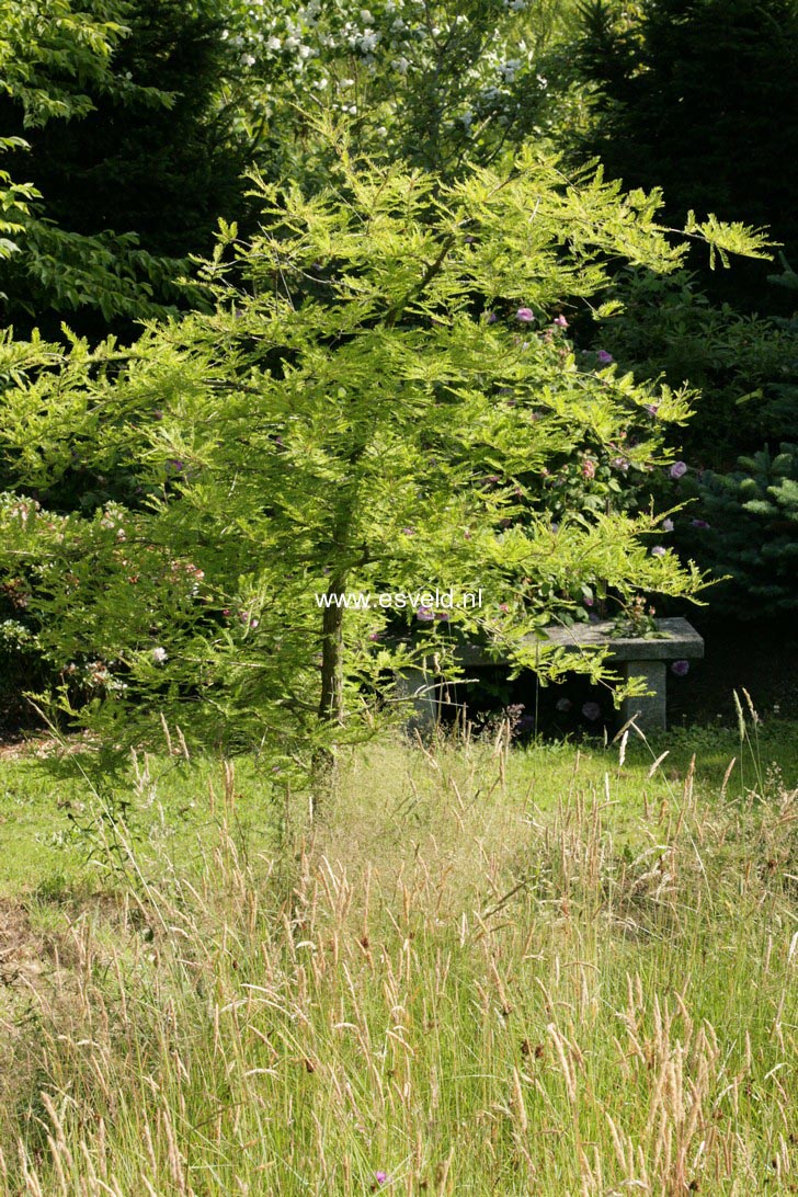 Taxodium distichum