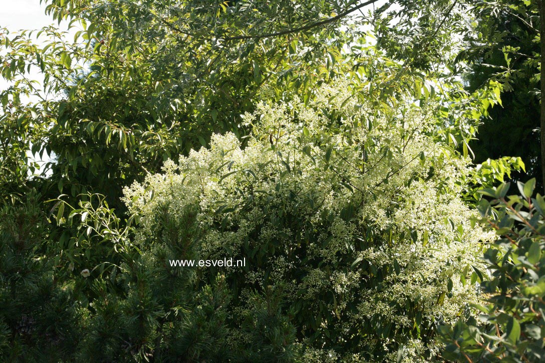 Viburnum henryi