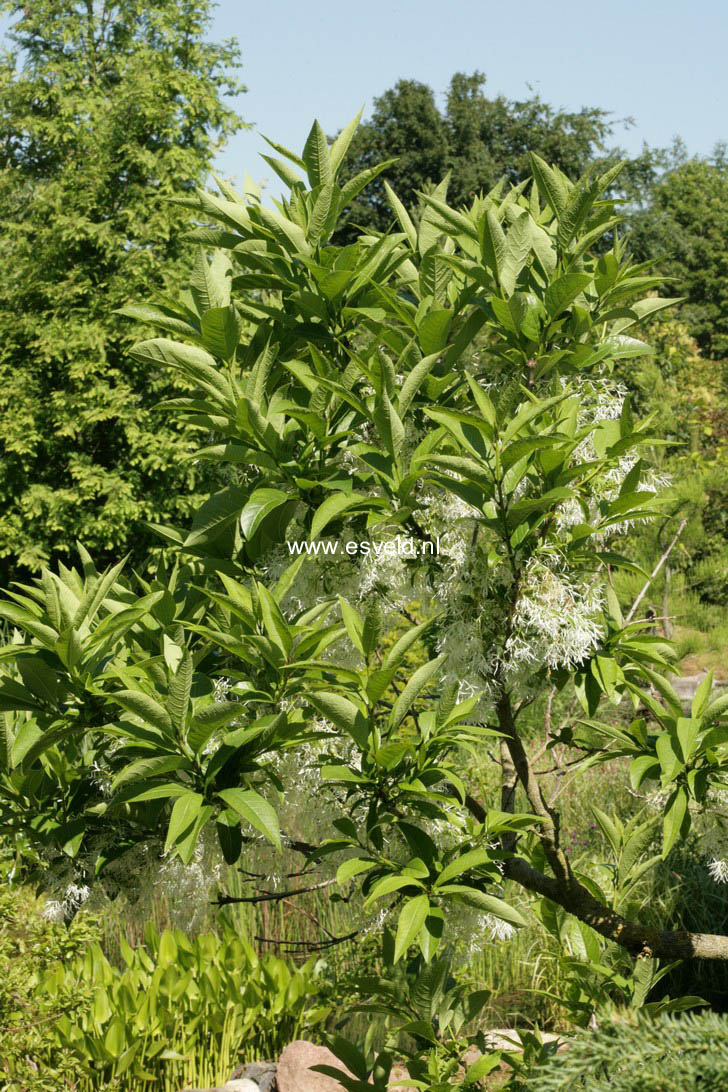 Chionanthus virginicus