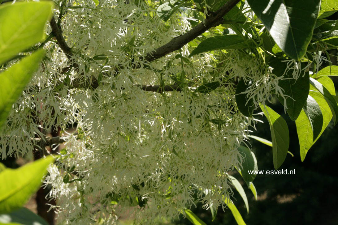 Chionanthus virginicus