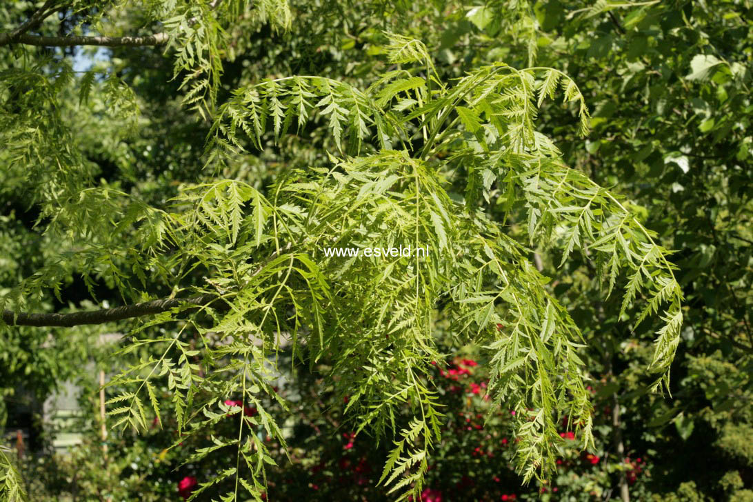 Juglans nigra 'Laciniata'