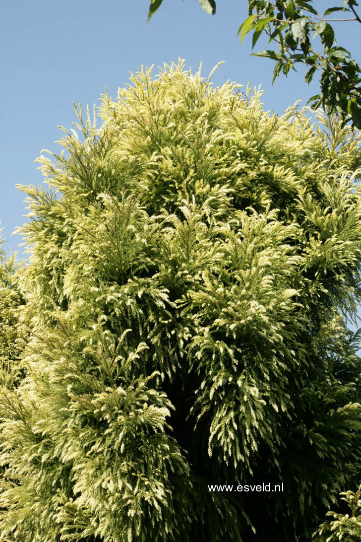 Cryptomeria japonica 'Barabits Gold'