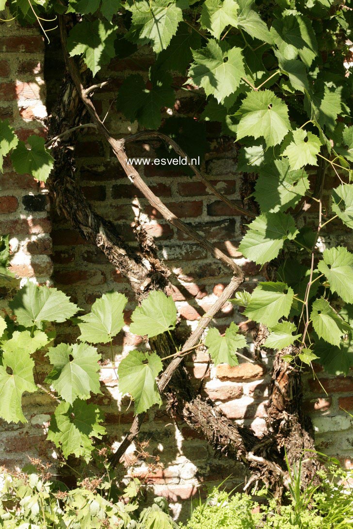 Vitis vinifera