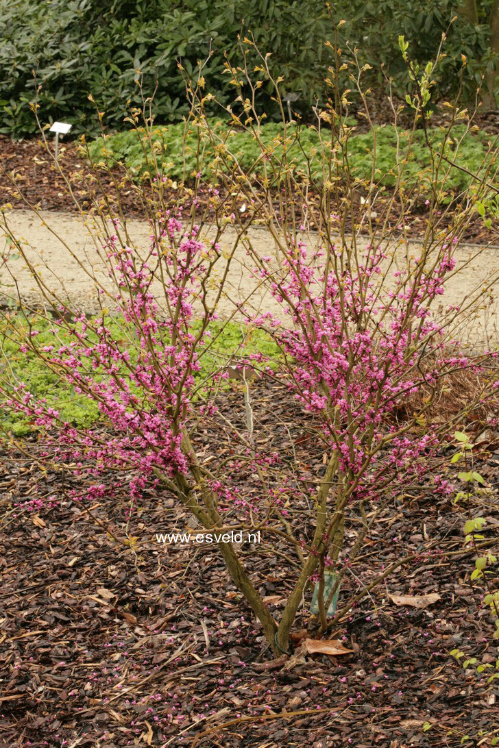 Cercis yunnanensis