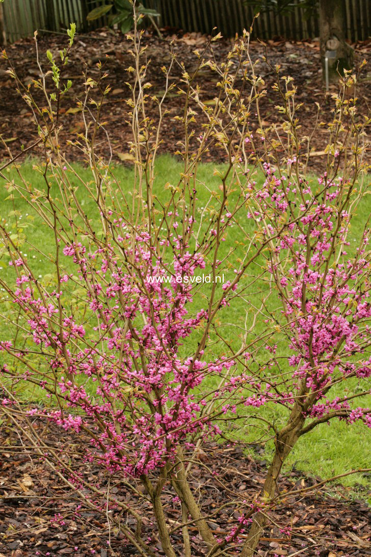 Cercis yunnanensis