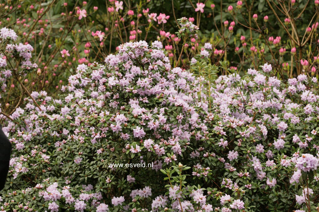 Rhododendron hippophaeoides