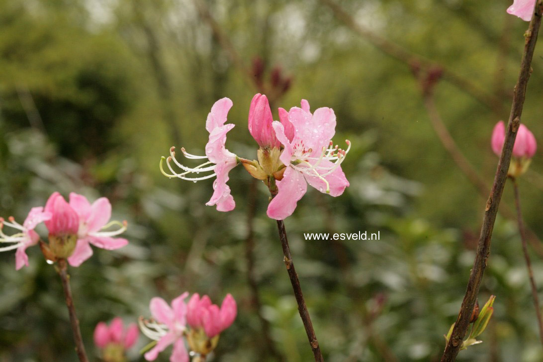 Rhododendron vaseyi