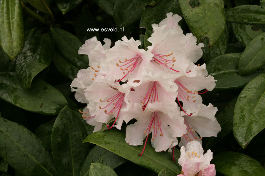 Rhododendron 'Jacksonii'