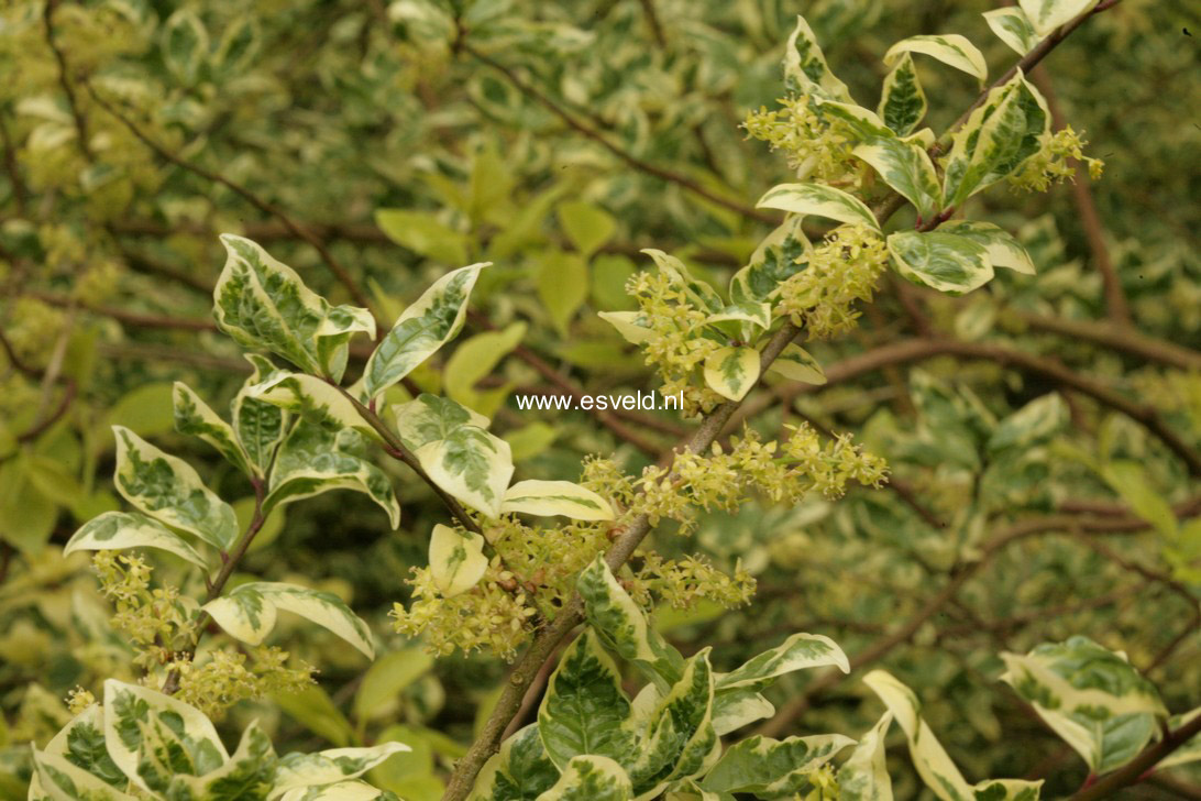 Orixa japonica 'Variegata'