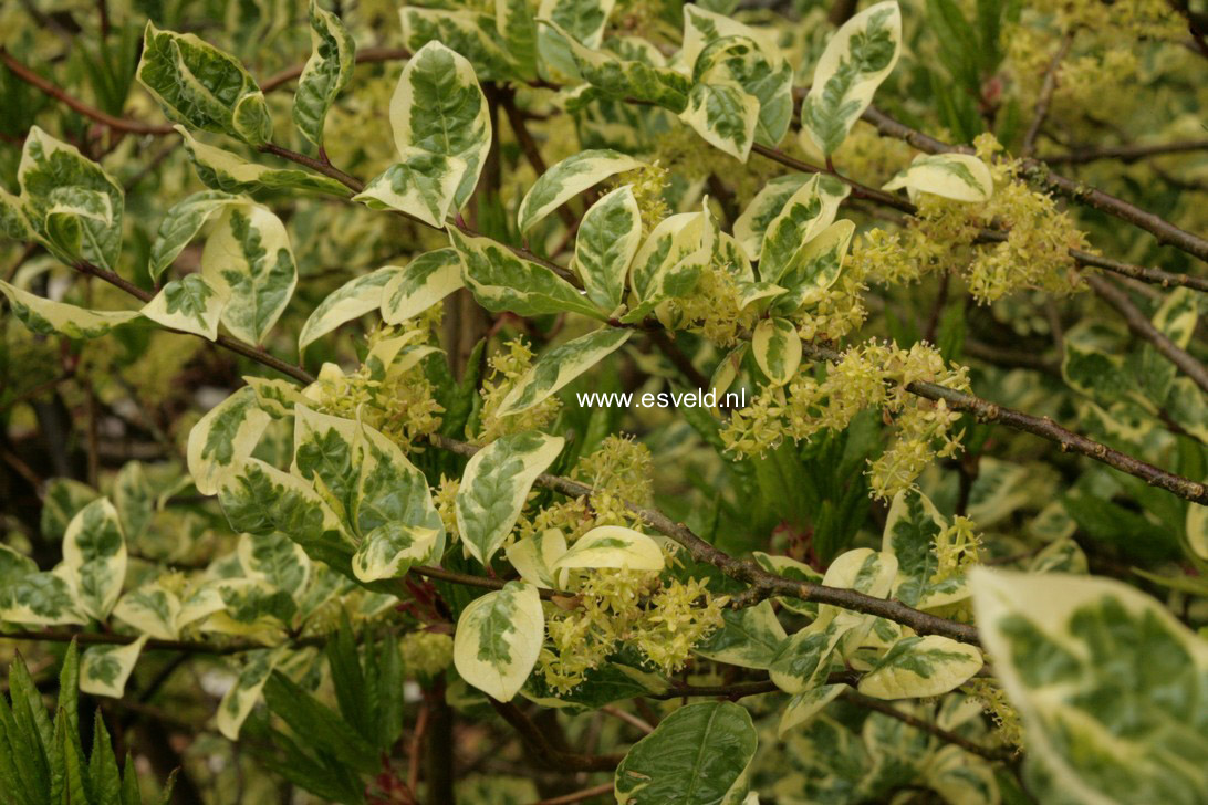 Orixa japonica 'Variegata'