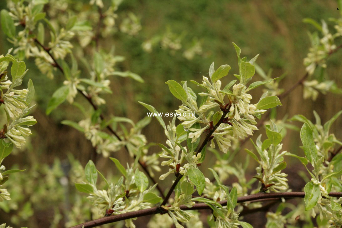 Elaeagnus umbellata