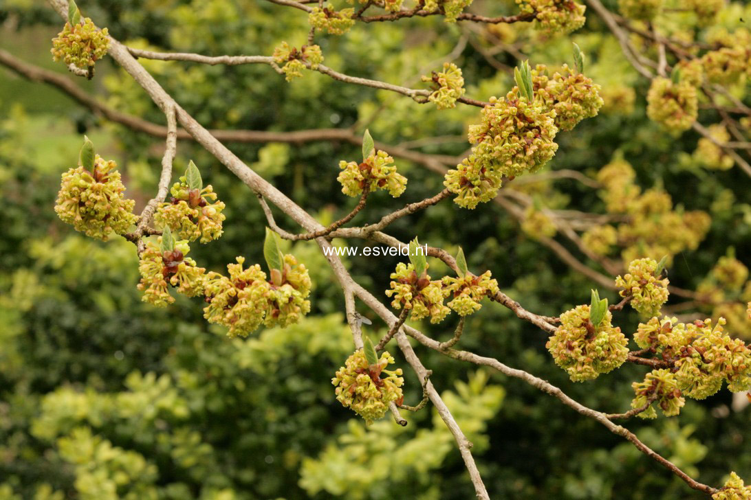 Lindera erythrocarpa