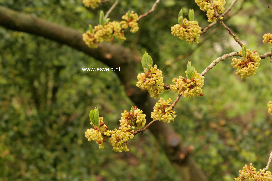 Lindera erythrocarpa