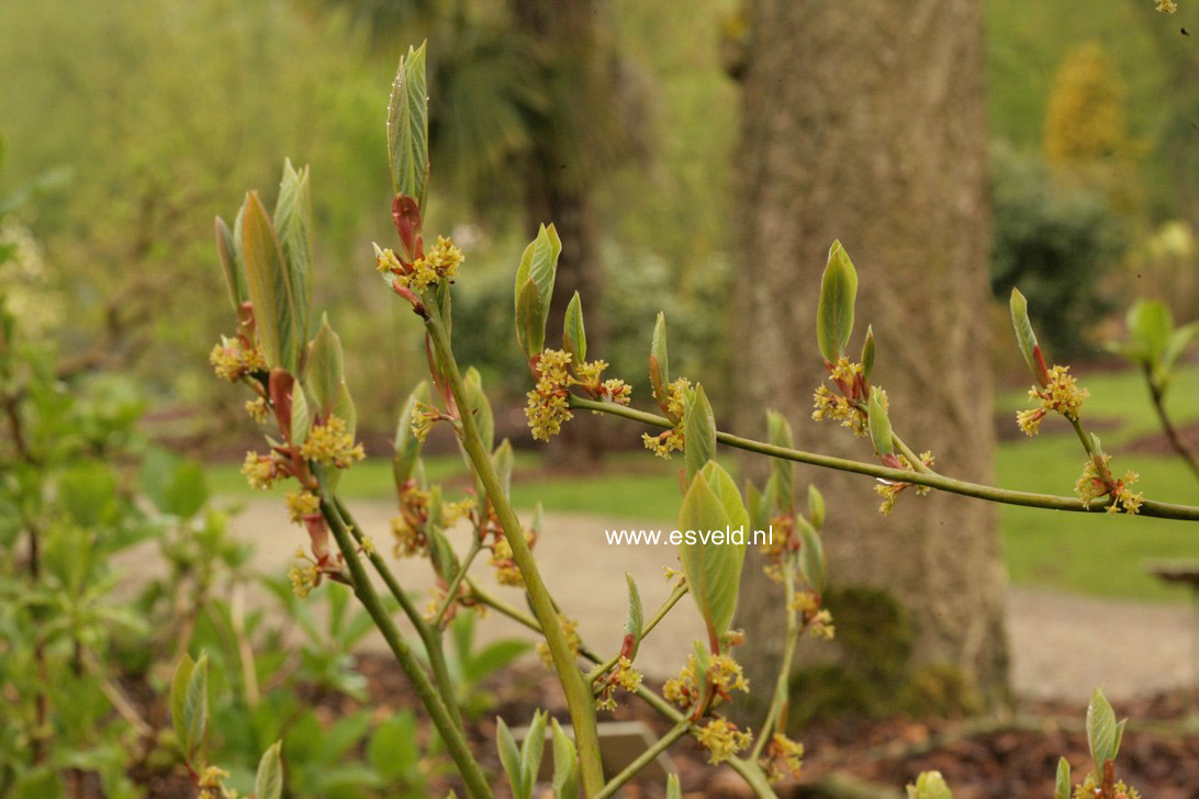 Lindera reflexa