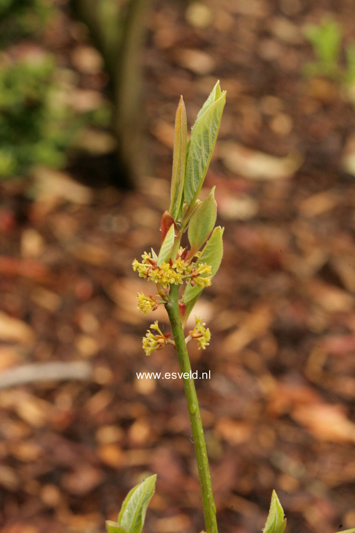 Lindera reflexa