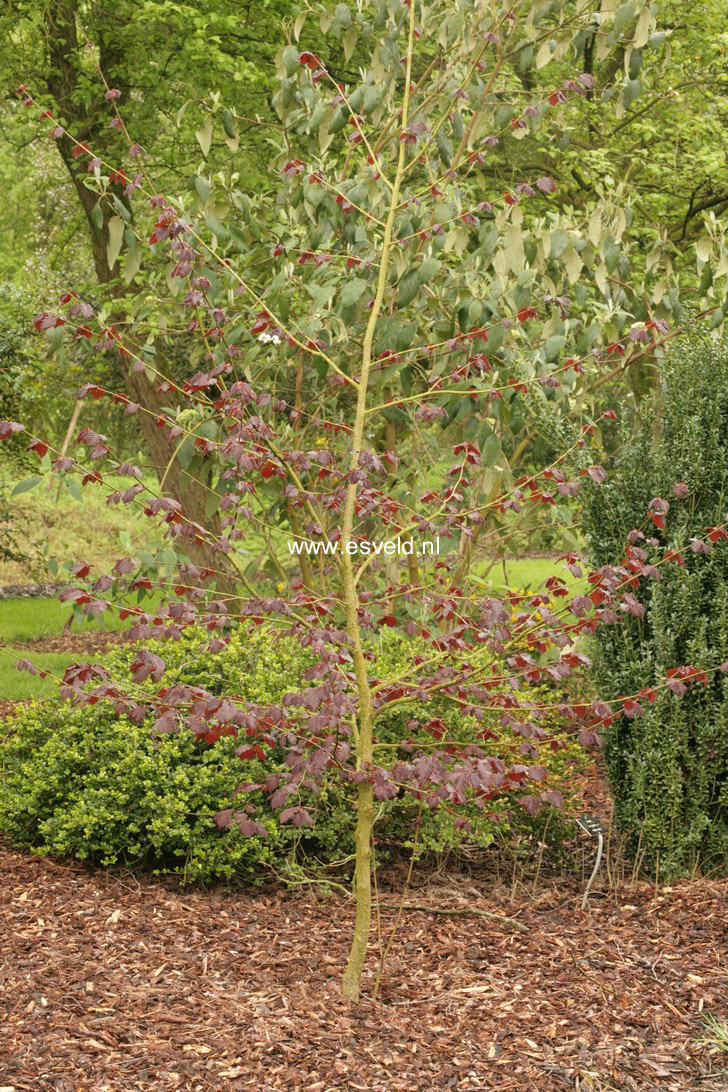 Corylus colurna 'Te-Terra Red'