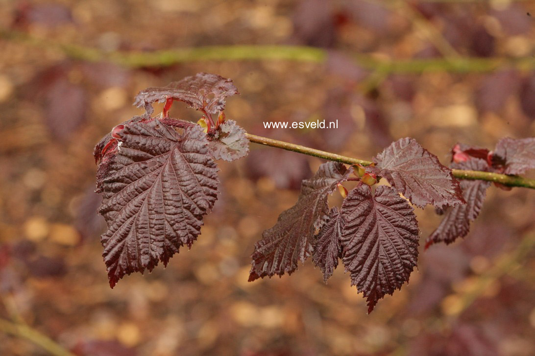 Corylus colurna 'Te-Terra Red'