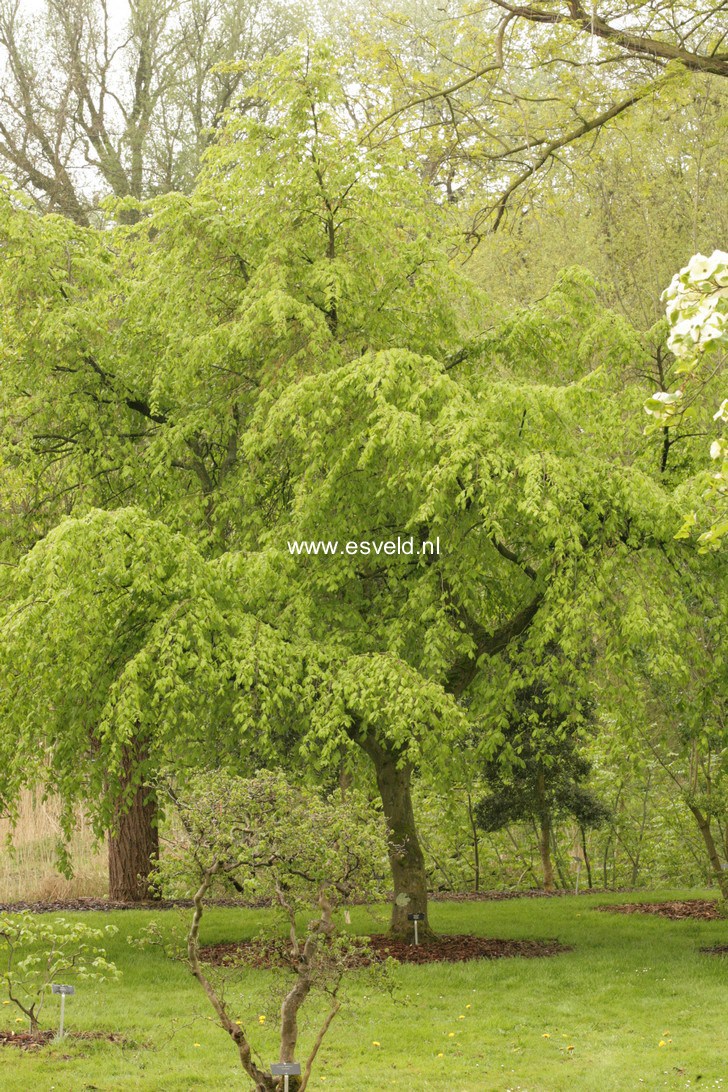 Carpinus betulus 'Pendula'