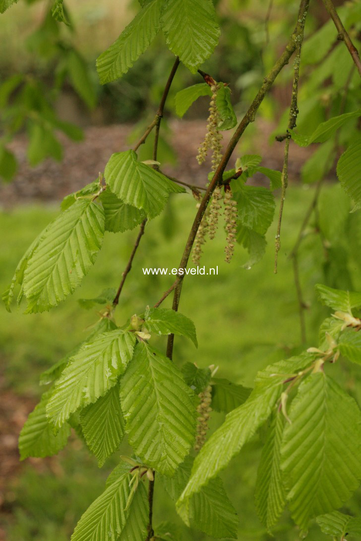 Carpinus betulus 'Pendula'