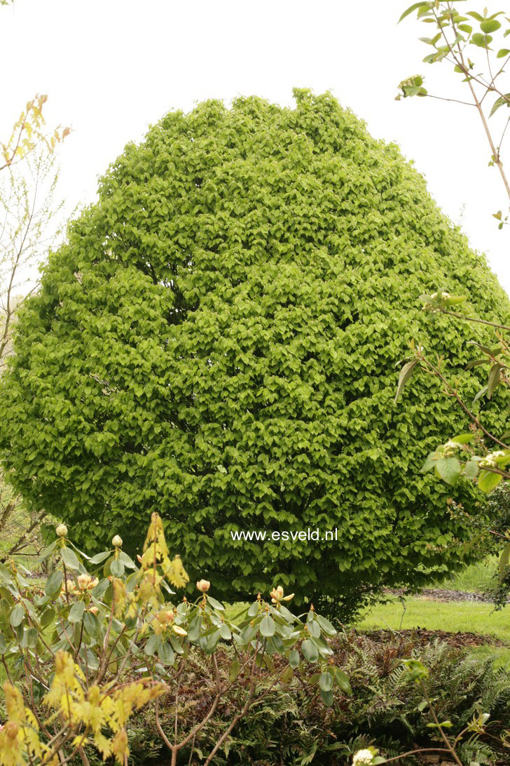 Carpinus betulus 'Columnaris'